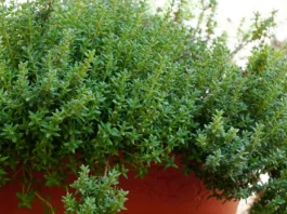 Planta de tomillo común en maceta