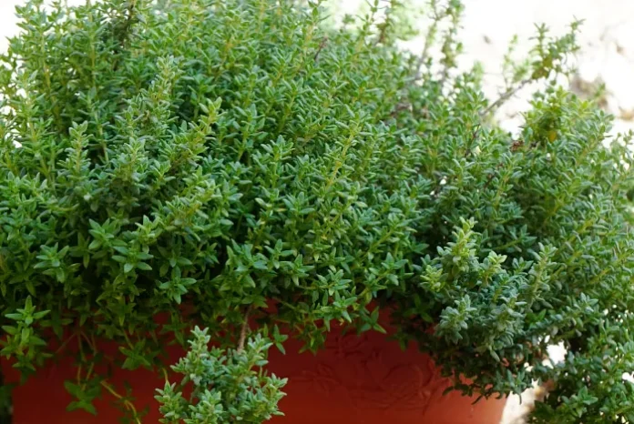 Planta de tomillo común en maceta Planta de tomillo común en maceta