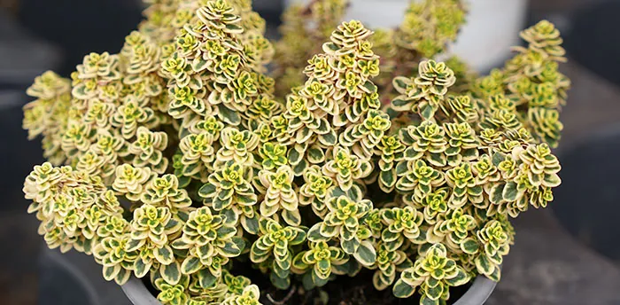 Planta de tomillo limón Planta de tomillo limón