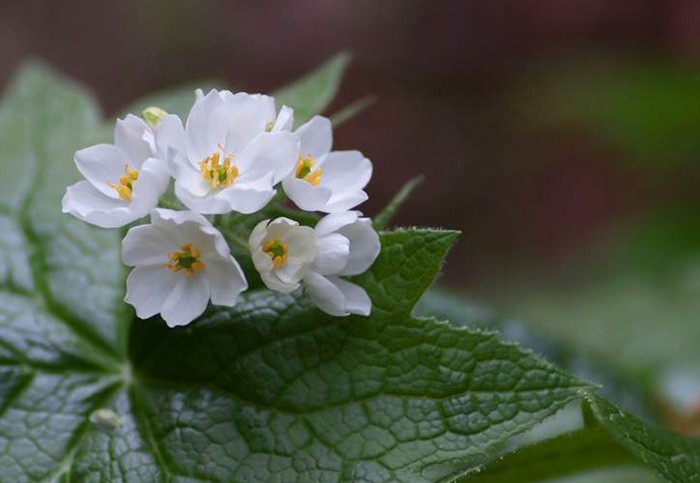 planta de Diphylleia grayi