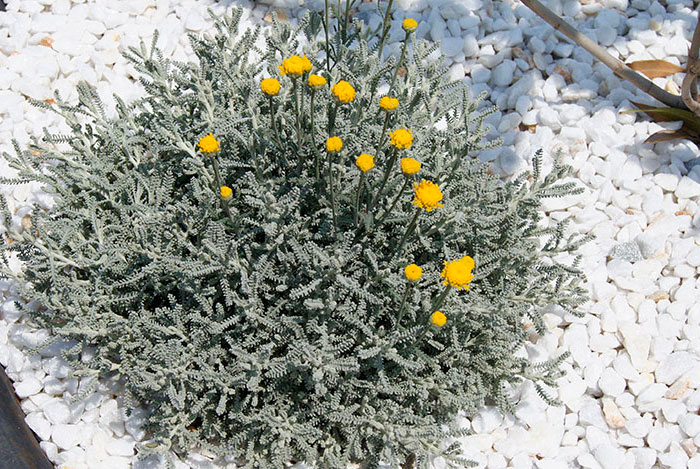 Planta en jardín de Santolina chamaecyparissus