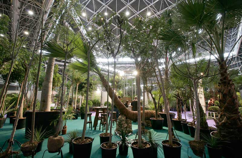 Planta ornamental ejemplar