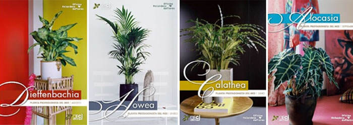 planta protagonista del mes