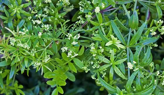 Planta de Rubia peregrina