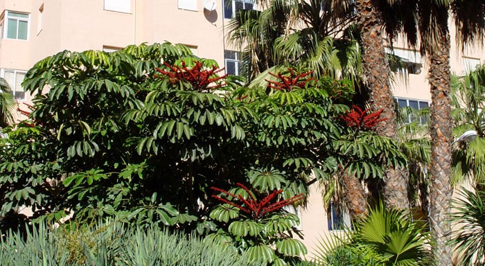 Schefflera actinophylla en el jardín