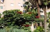 Planta de schefflera actinophylla