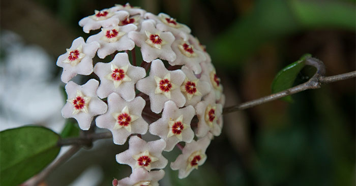 Hoya carnosa