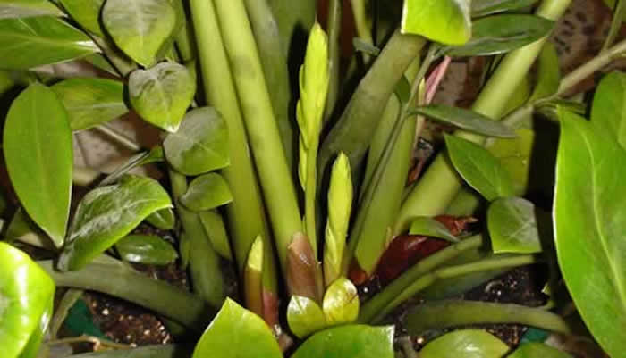 planta de zamioculca