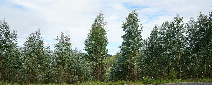 Plantación de eucaliptus