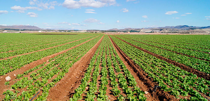 Plantación de lechugas