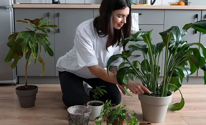 Plantación de plantas de interior de hojas verdes