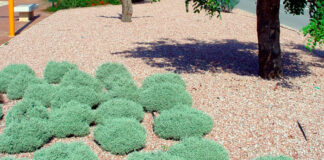 Plantación de Santolina chamaecyparissus