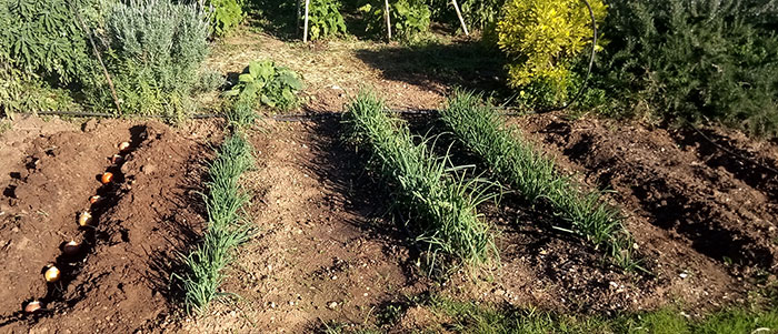 Plantación en un huerto urbano