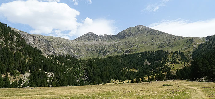 Plantaciones de pino negro