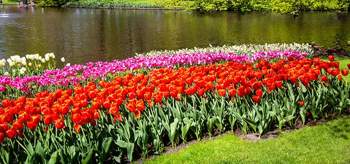 Plantaciones de tulipanes en el jardín junto a un lago