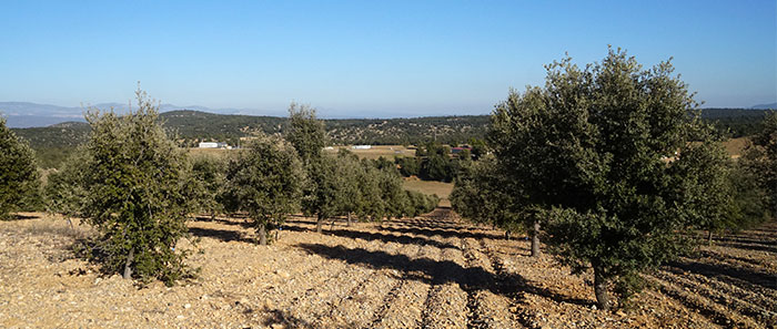 Plantaciones truferas en Teruel