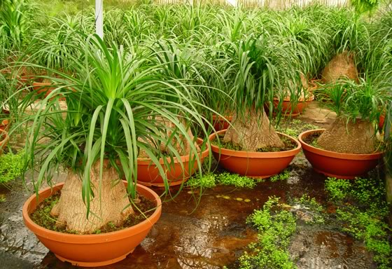 Plantas de Beaucarnea recurvata