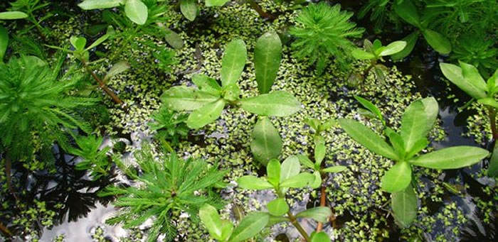 Plantas acuaticas