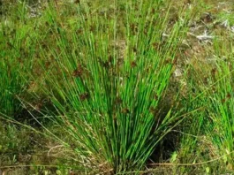 Plantas adultas de Juncus effusus
