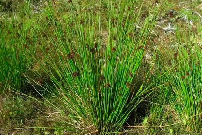 Plantas adultas de Juncus effusus Plantas adultas de Juncus effusus