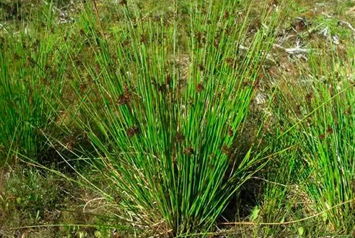 Plantas adultas de Juncus effusus