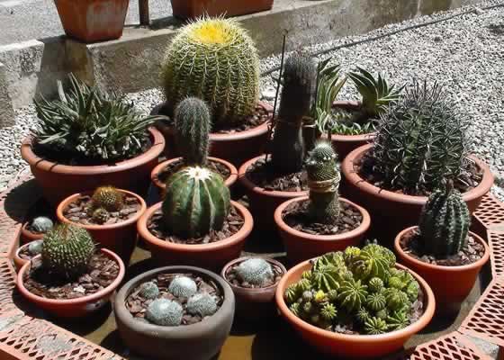 Plantas de cactus en maceta