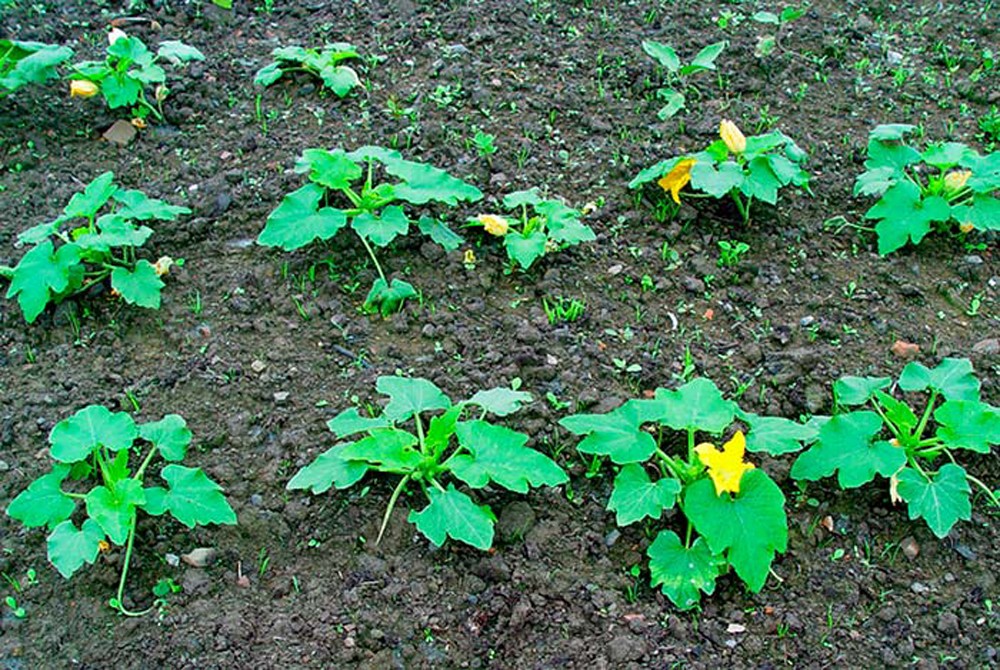 Plantas de calabacín