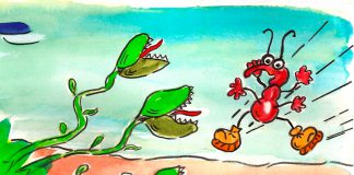 Plantas carnivoras 1