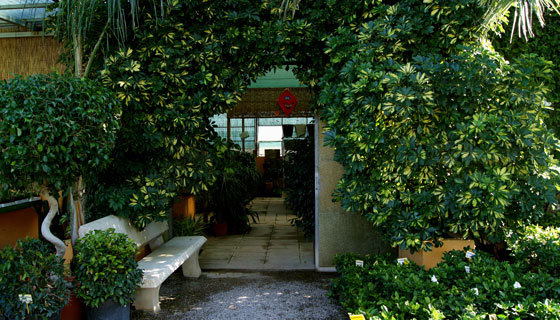 Plantas en el centro de jardinería