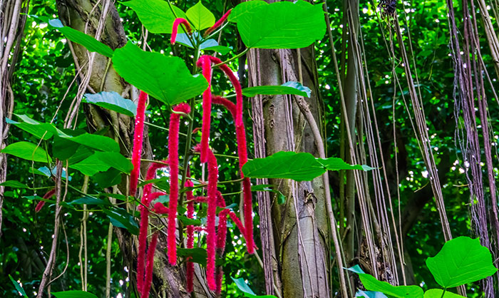 Plantas con flores de Acalypha hispida