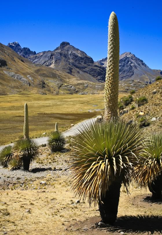 Puya raimondii