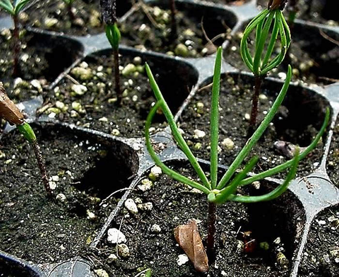 Plantas de abies pinsapo 1