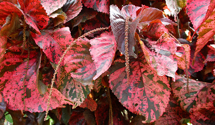 Plantas de Acalypha wilkesiana