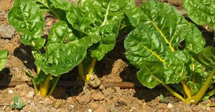 Plantas de acelgas amarillas en cultivo Plantas de acelgas amarillas en cultivo