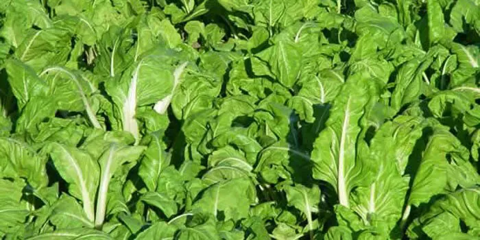Plantas de acelgas en cultivo Plantas de acelgas en cultivo
