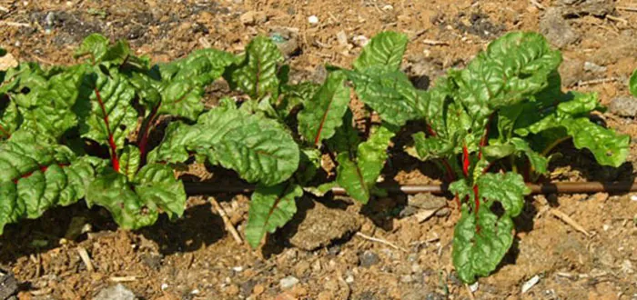 Plantas de acelgas rojas en cultivo Plantas de acelgas rojas en cultivo