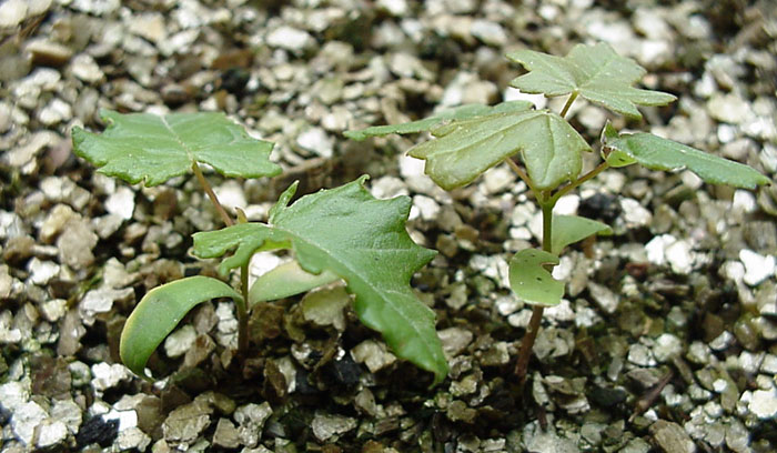 Plantas de Acer monspessulanum