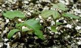 plantas de acer monspessulanum