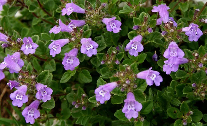 Plantas de Acinos alpinus