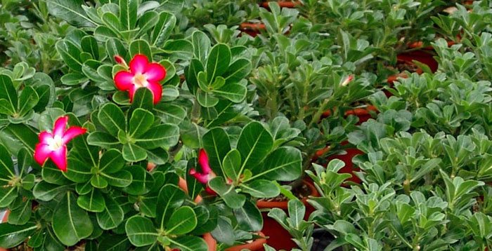 Plantas de Adenium obesum