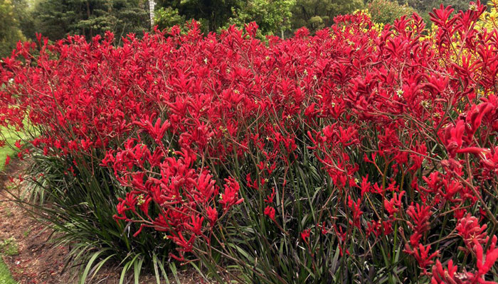 Plantas de Anigozanthos flavidus