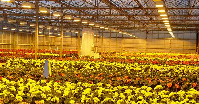 texto Plantas de Begonia elatior en fotoperiodo