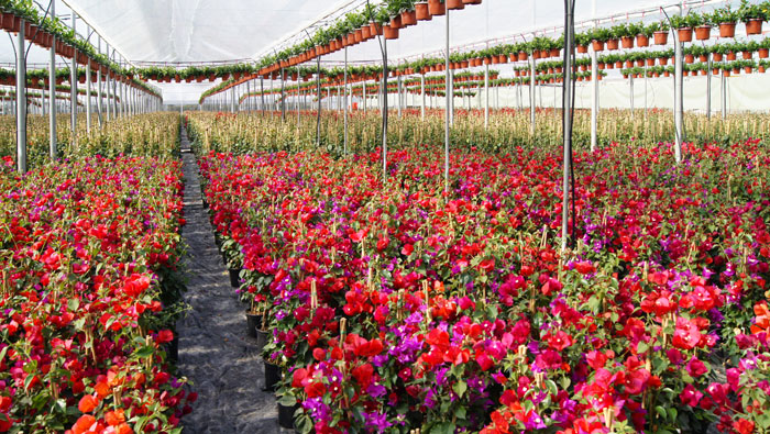 Plantas de Bouganvillea