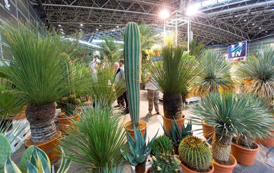 Plantas de cactus