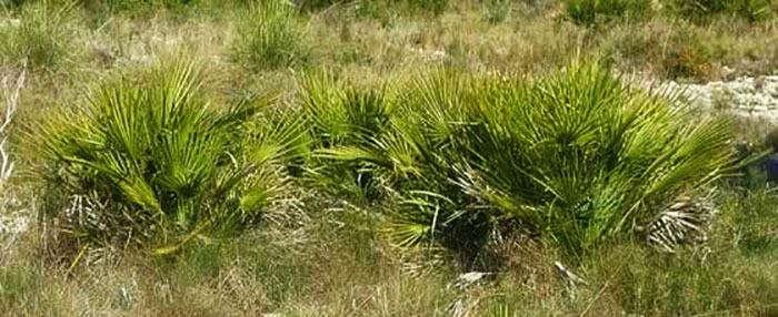 Chamaerops humilis