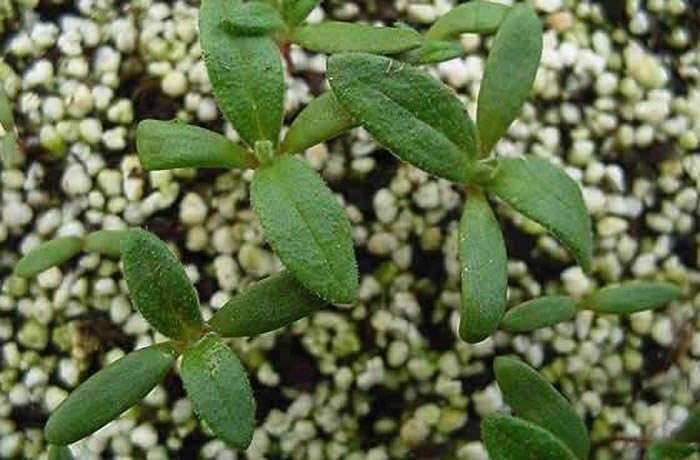 Plantas de Cistus albidus