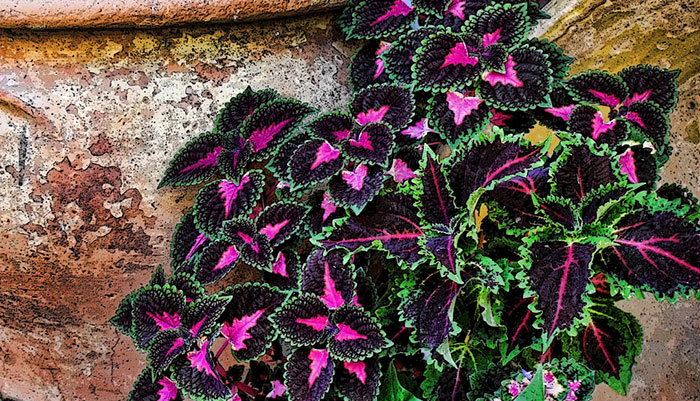 Plantas de Coleos en maceta