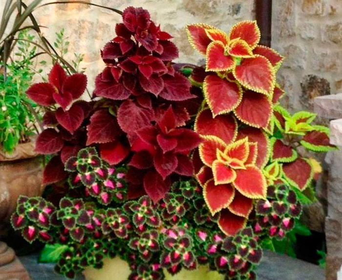 Plantas de Coleos en maceta