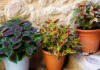 Plantas de Coleos