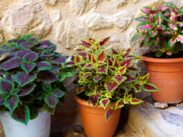 Plantas de Coleos